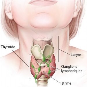 Thyroïde