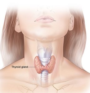 ThyroidEng
